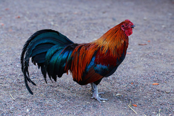 Big colorful rooster