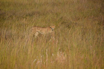 Cheetah, Okavango Delta World Heritage Site, Botswana, Africa
