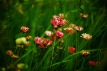 Obraz na płótnie Canvas Flowers in meadow, soft focus