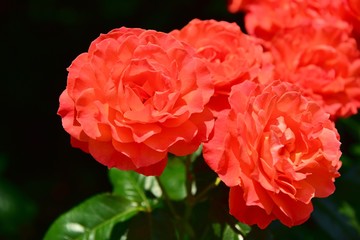 フラワーガーデン