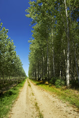 Obraz premium via francigena