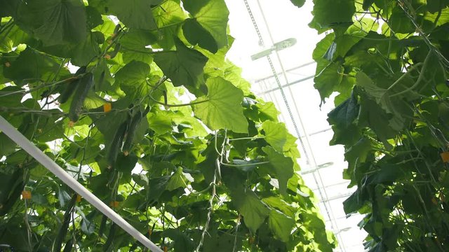 Zonal heating in the zone of plant growth in an industrial greenhouse. Technologies of greenhouse growth of plants: green culture. Modern farming: growing cucumbers in an automated greenhouse.