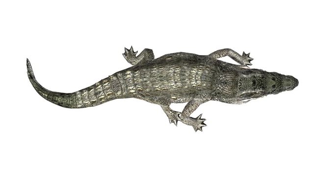 Crocodile swaying body climb crawling,Dangerous animals.
