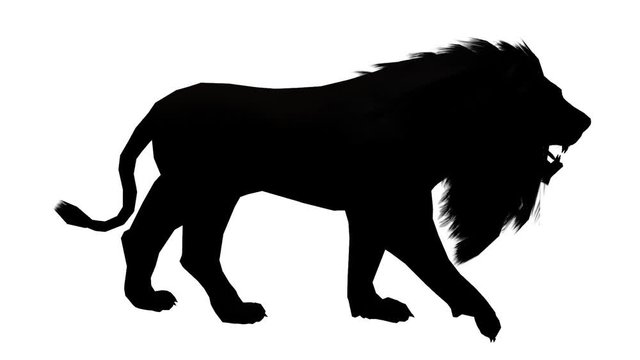 Lion walk,Endangered wild animal wildlife walking sketch silhouette.