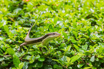 small Scincidae on leave
