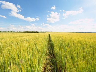 Shinning young yellow barley corns growing in field, light at horizon. Golden Sun rays in barley