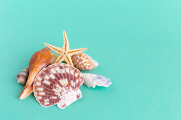 seashells on a bright background