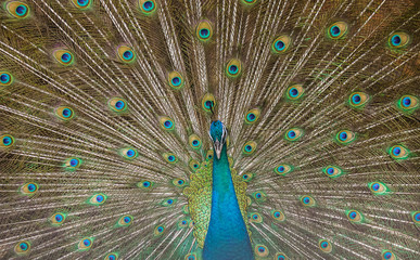 Obraz premium Peacocks spread wings