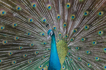 Naklejka premium Peacocks spread wings