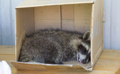 sleeping raccoon