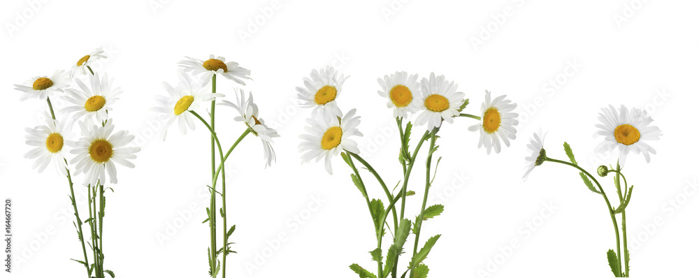 Poster collage of beautiful chamomile flowers on white background