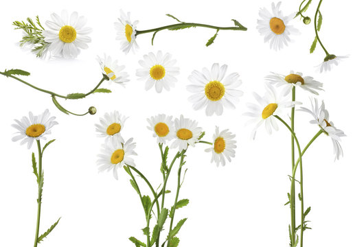 Collage of beautiful chamomile flowers on white background