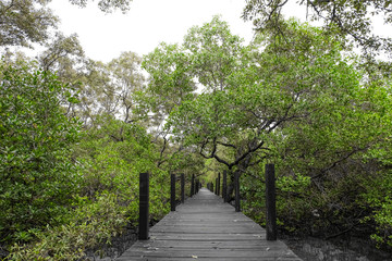 Fototapeta na wymiar Wooden bridge in mangrove in Thailand