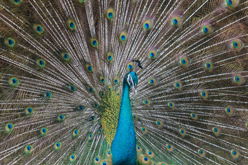 Naklejka premium Peacocks spread wings