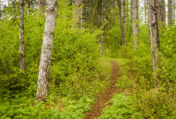 Fototapeta na wymiar trails in the woods 