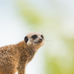     Meerkat, suricate, sentinel watching