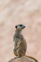     Meerkat, suricate, sentinel watching