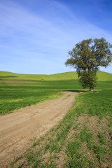 Road in the Hills of Palouse