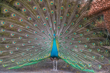 Obraz premium Peacocks spread wings