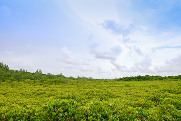 Green tree forest background, in the morning
