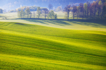 Green field with trees in the background