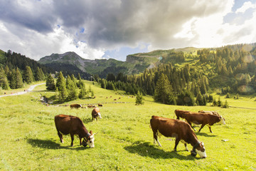 Fototapeta na wymiar Vaches broutant dans les pâturages