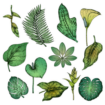 Green Hand Drawn Tropical Plants Set