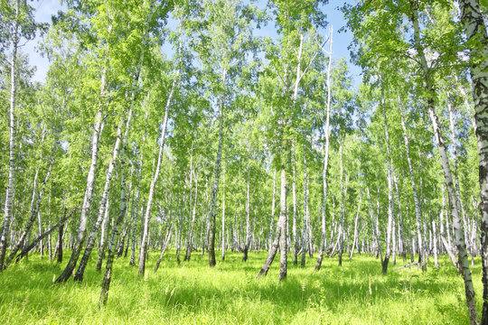 Fototapeta birch forest