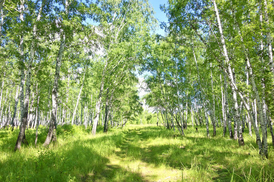 Fototapeta birch forest