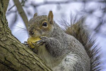 Naklejka na ściany i meble Squirrel sitting in a tree eating a crisp