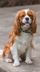 Cavalier King Charles Spaniel 0001