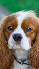 Cavalier King Charles Spaniel 0003
