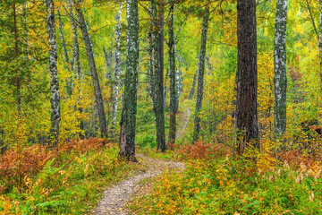Fototapeta premium The beauty of the autumn forest.