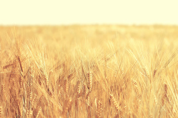 Ripe wheat field in sunny day. Spikelets of rye are growing in a farm field.