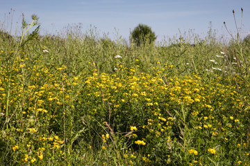Feld mit Hornklee, (Lotus), Nordrhein-Westfalen, Deutschland