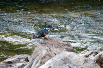 Naklejka premium Great kingfisher