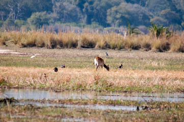 Naklejka premium Red lechwe