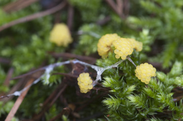 Ceratiomyxa fruticulosa