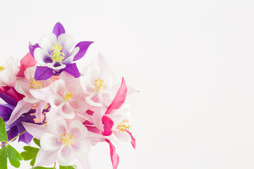 Fototapeta premium Greeting card. Flowers on the white background. Empty place for a text.