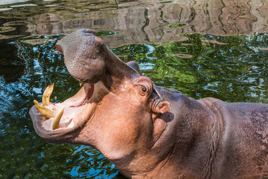 hippopotamus in pond