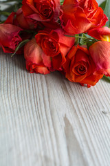 Several fresh red roses heads are on the wooden background
