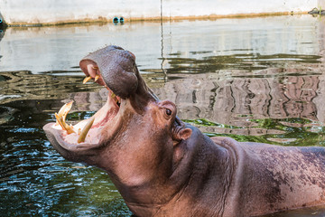 hippopotamus in pond