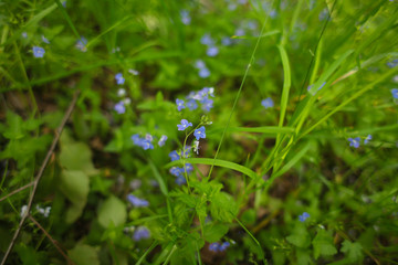голубые полевые цветы на лугу 