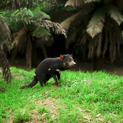 Tasmanian Devil found during the day in Tasmania.