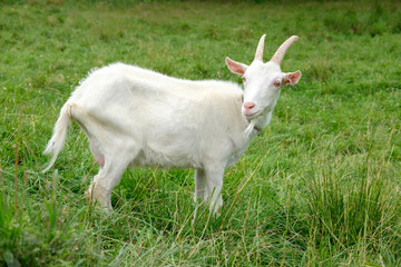 Naklejka na ściany i meble white goat on green grass meadow