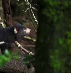 Tasmanian Devil found during the day in Tasmania.