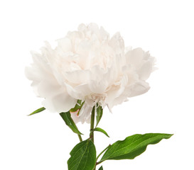 Obraz premium Beautiful peony flower on white background