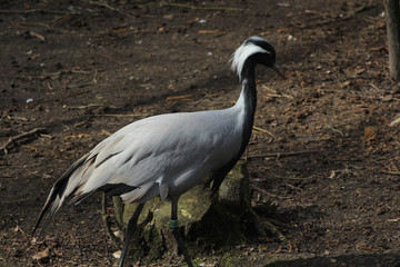 Demoiselle crane	