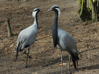 Demoiselle crane	