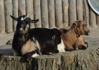 Pygmy goat	